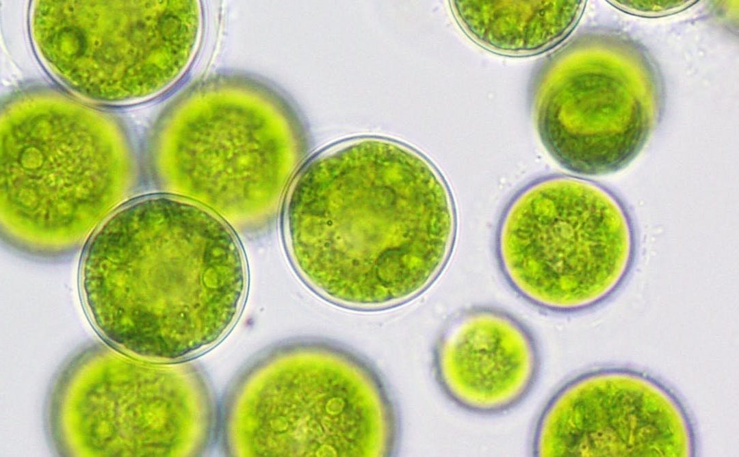 Algae for Wellness: The Case for Algal Omega-3 – A Healthier Choice for Humans and the Planet