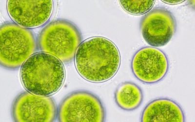 Algae for Wellness: The Case for Algal Omega-3 – A Healthier Choice for Humans and the Planet